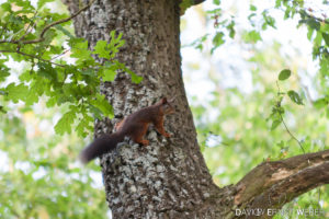 Eichhörnchen 300x200