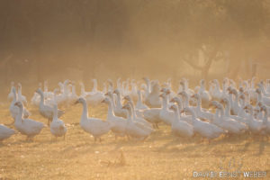 Gänse 300x200