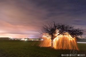 Goldregen 01 300x200