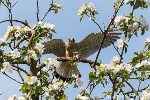 Turmfalke Beute Maus 300x200