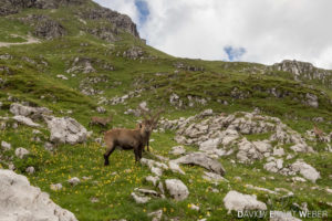 06 Alpen 18 300x200