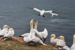 09 Helgoland 07 300x200