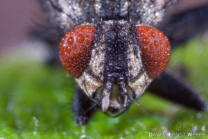 Stubenfliege 300x200